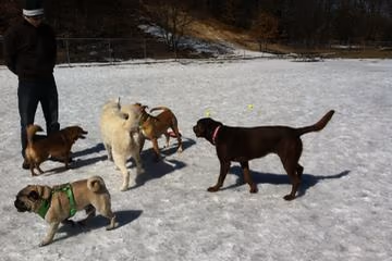 Dog Park at Coast Guard Park